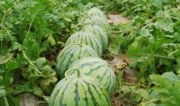 网红大瓜排行,热门事件盘点与幕后真相